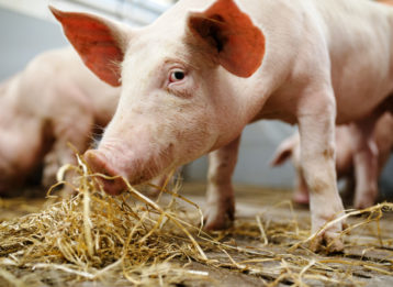 Schwein im Schweinestall Initiative Tierwohl