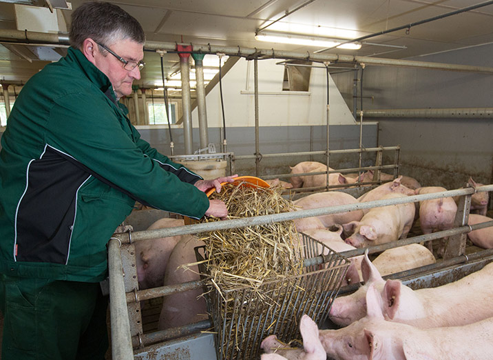 Schweinemast Initiative Tierwohl
