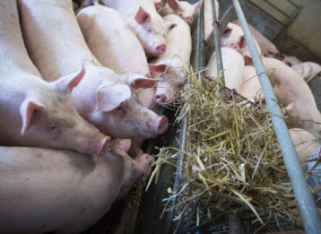 Schweinemastbetrieb Initiative Tierwohl