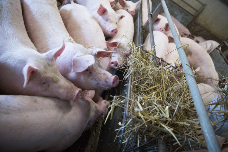 Schweinemastbetrieb Initiative Tierwohl