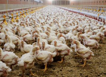 Hühnermast Initiative Tierwohl