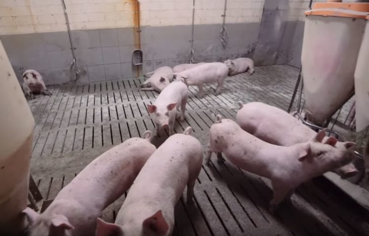 Schweine auf Spaltenböden im Aktivstall