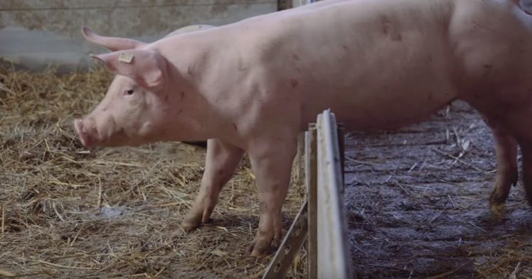 Schweinehaltung auf Stroh- und Spaltenboden