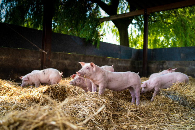 Schweine erkunden ihren neuen Stall